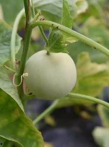 吃甜瓜最新事件爆料视频,视频揭秘惊人内幕